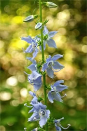 Campanula americana - Tall Bellflower