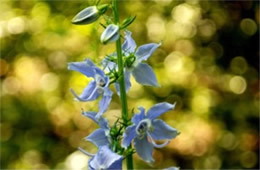 Campanula americana - Tall Bellflower