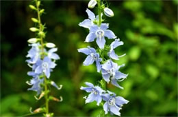 Campanula americana - Tall Bellflower