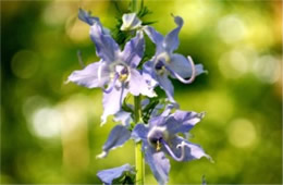 Campanula americana - Tall Bellflower