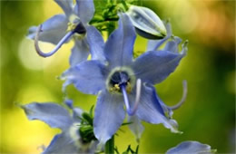 Campanula americana - Tall Bellflower