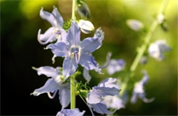 Campanula americana - Tall Bellflower