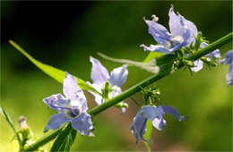 Campanula americana - Tall Bellflower