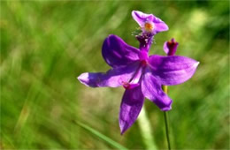 Calopogon tuberosus - Grass Pink Orchid