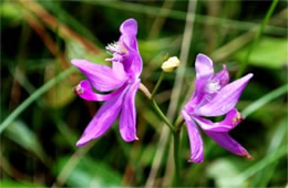 Calopogon tuberosus - Grass Pink Orchid