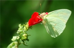 Malvaviscus arboreus - Wax Mallow