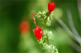 Malvaviscus arboreus - Wax Mallow