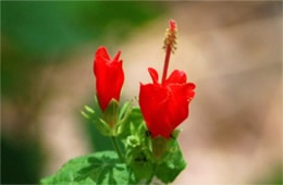 Malvaviscus arboreus - Wax Mallow