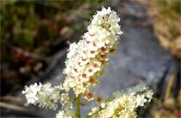 Veratrum virginicum - Virginia Bunchflower