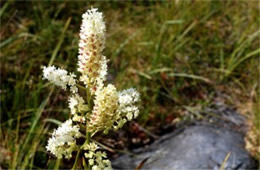 Veratrum virginicum - Virginia Bunchflower