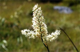 Veratrum virginicum - Virginia Bunchflower