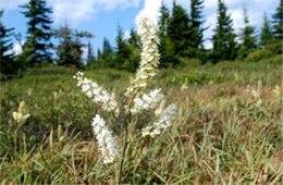 Veratrum virginicum - Virginia Bunchflower