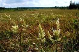 Veratrum virginicum - Virginia Bunchflower