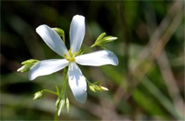 White Wildflower