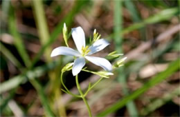 White Wildflower