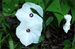 Ipomoea pandurata - Wild Potato Vine