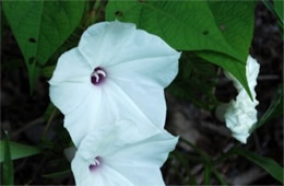 Ipomoea pandurata - Wild Potato Vine