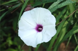 Ipomoea pandurata - Wild Potato Vine