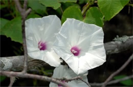 Ipomoea pandurata - Wild Potato Vine