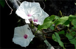 Ipomoea pandurata - Wild Potato Vine