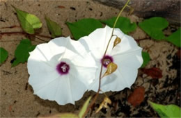 Ipomoea pandurata - Wild Potato Vine