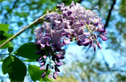 Wisteria frutescens - Wisteria