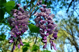 Wisteria frutescens - Wisteria