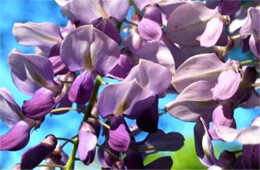 Wisteria frutescens - Wisteria