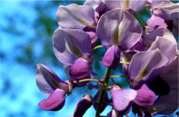 Wisteria frutescens - Wisteria