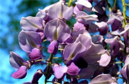 Wisteria frutescens - Wisteria