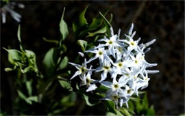 Amsonia tomentosa - Woolly Bluestar