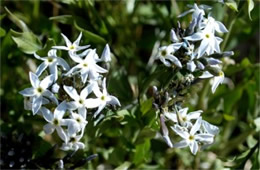 Amsonia tomentosa - Woolly Bluestar