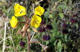 Camissonia brevipes - Yellow Cups