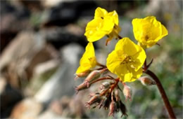 Camissonia brevipes - Yellow Cups