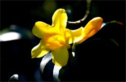 Gelsemium sempervirens - Yellow Jessamine