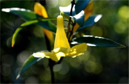 Gelsemium sempervirens - Yellow Jessamine