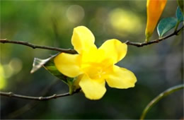 Gelsemium sempervirens - Yellow Jessamine