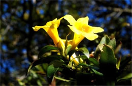 Gelsemium sempervirens - Yellow Jessamine