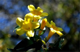 Gelsemium sempervirens - Yellow Jessamine