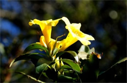 Gelsemium sempervirens - Yellow Jessamine