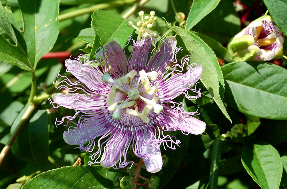 Edupic Flower Images