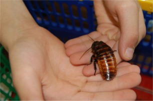Student Holding a Cockroach