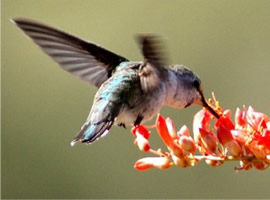 Hummingbird