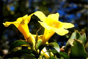 Yellow Jessamine